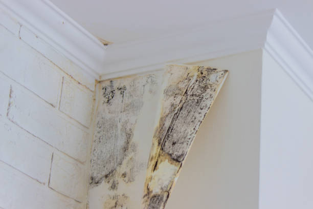 Mold Documentation for Insurance Claims in Evergreen, CO